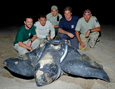 Animal Zoo Life: Turtles,pet Turtles,sea Turtles,leatherback Turtles - 400x309 - jpeg Types Of Water Turtles As Pets